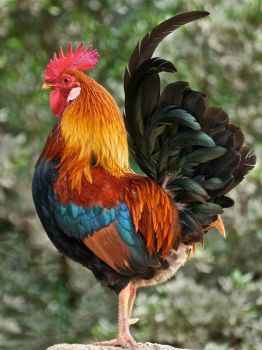 Beautiful rooster!