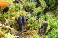 Fungi