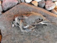 dode mus in de tuin - dead bird in my garden