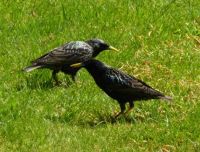 starlings 