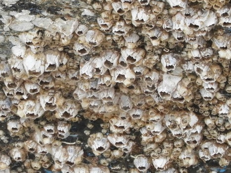Barnacles -- on a freshwater boat?