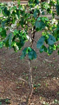 Um pé de Cafe em flor!