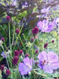 Bloemen