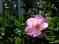 Pink Camellia