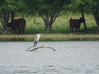 Fishing heron