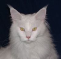 Meet The Iceman he is one of my Maine Coons