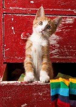 Orange Tabby Kitten In Red Drawer