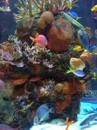 Aquarium