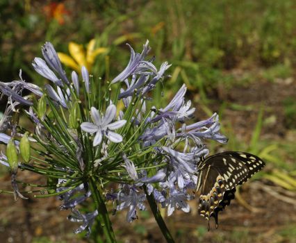 butterfly on lavendar