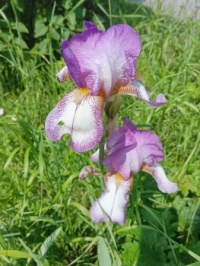 iris