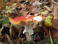 Toadstool