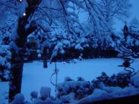 snow in garden