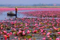 Lake red Lotus, Udon Thani , Thailand