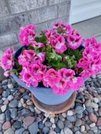 Martha Washington geranium