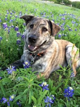 happy dog in the bluebonnets