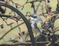 warbler