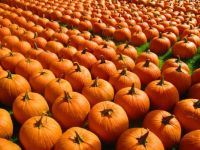 'nuff pumpkins for everyone!