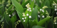 FRANCE – Sprigs of Muguet (in advance !!)
