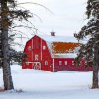 Red Barn Through The Trees In Winter...