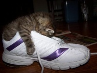 Tired Kitty Freon