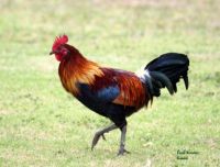 Feral Rooster - Kauai