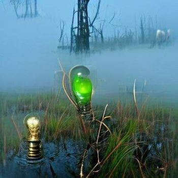 Green bulb on swamp