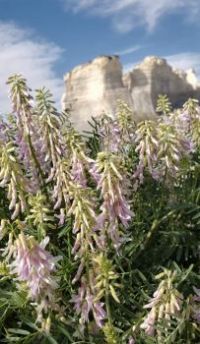 The Flowers at Monument Rocks!