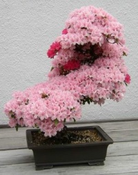 Bonzai