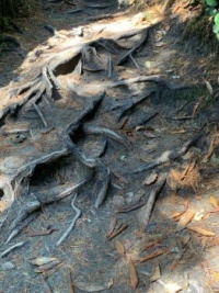 tree roots on a well-worn path