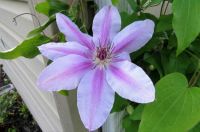 Pink Clematis