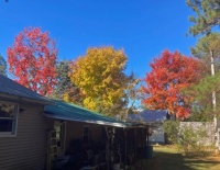My Neighbor's Trees