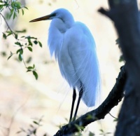 An Egret on Long Island,  New York,   4-29-22