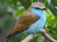 baby blue bird