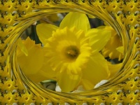 Detail květu narcisu...  Detail of daffodil flower ...