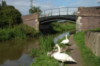 A cruise along the Shropshire Union Canal (369)
