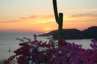 Sunset with cactus and bogambillia