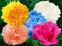 Flower Colors