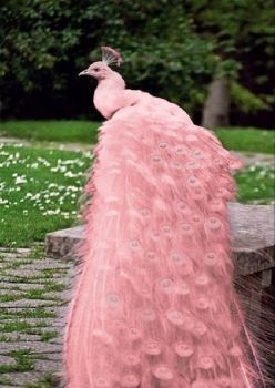 Pink peacock