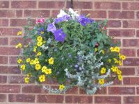 pretty flowers