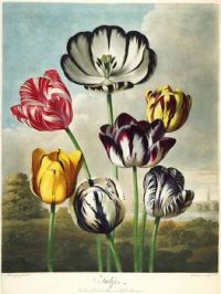 Old Botanical Print of Tulips