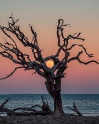 Old Tree and Sunset