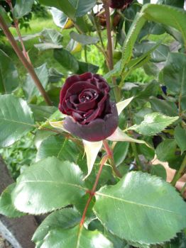 Rose H.-R. ("back to black")