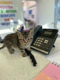I feel like our new Receptionist might have lied about her experience on her résumé.