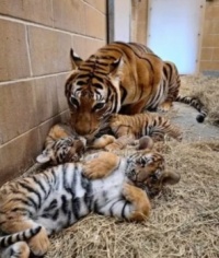 3 cubs were born