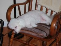 Cassie taking a nap in rocker.