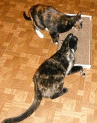 Pixie and Ruby giving the catnip tray a workout!