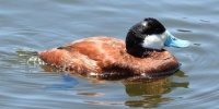 Ruddy Duck Male, Discovery Lake, San Marcos, California