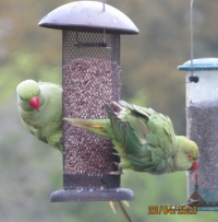 Two Rose Ringed Parakeets in the rain.