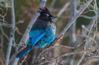 Blue Jay Bird - Jasper Nat. Park - Alberta - Canada