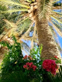 Palm and Flowers in Greece